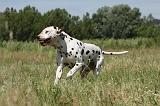 DALMATIEN 346